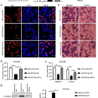 Eif A Restoration Reverses The Inhibitory Effects Of Mir P On