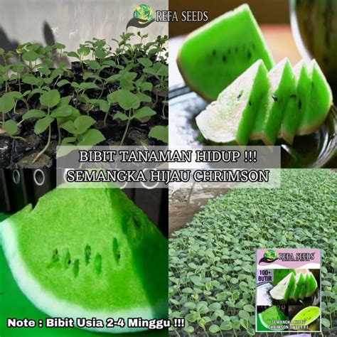 Jual Bibit Tanaman Hidup Semangka Hijau Chrimson Sweet Original 100