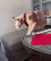 Cat Cat Falling GIF - Cat Cat falling Falling - Discover & Share GIFs