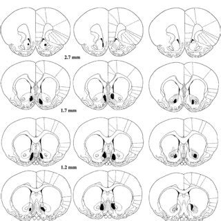 Schematic Representation Of The Nucleus Accumbens Shell A And Core