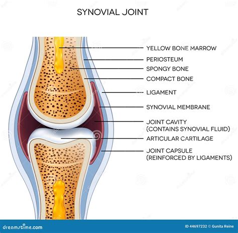 Visible siga adelante Hermanos synovial joint anatomy Banquete Becks papa