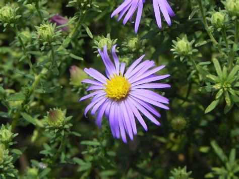 Purple Flower of Aster | Nature Photo Gallery