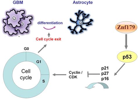 Summary Diagram Of The Novel Role Of Znf In Glioblastoma Multiforme