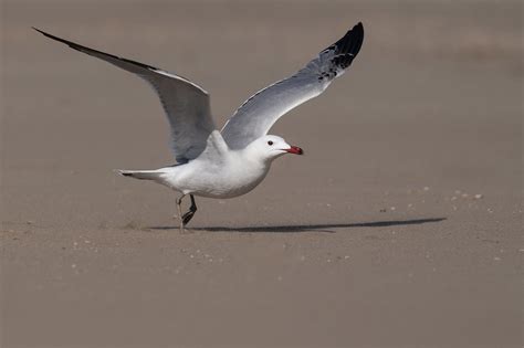 Gavina Corsa Gaviota De Audouin Audouin S Gull Go L Flickr