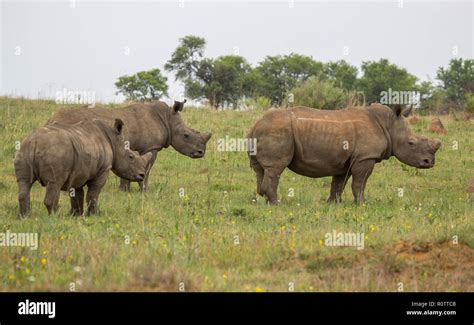 White Rhino In The Rietvlei Nature Reserve Outside Pretoria South