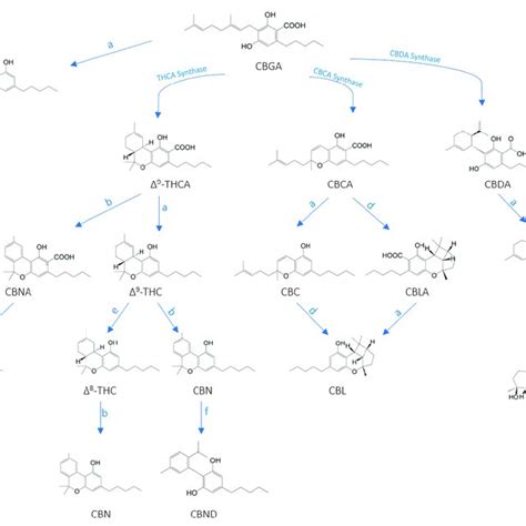 Chemical Structures And Biosynthesis Of The Major Cannabinoids Present