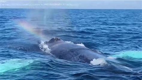 Two Male Humpback Whales Pictured Having Sex For The First Time Indy100