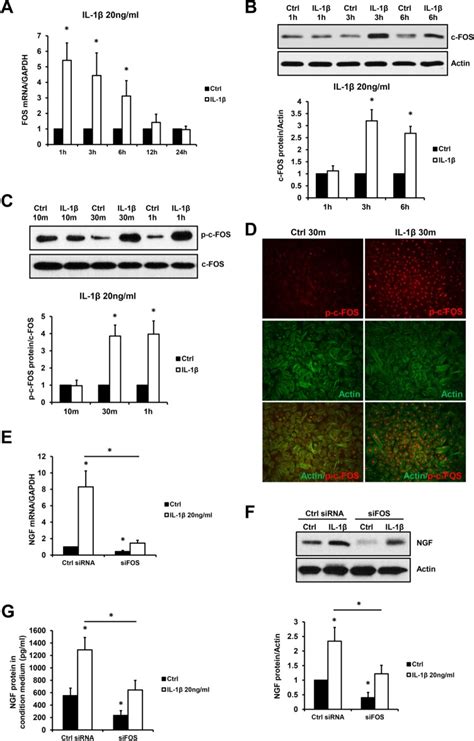 Role Of Interleukin 1β In Nerve Growth Factor Expression Neurogenesis