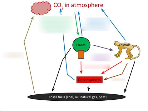 The Carbon cycle Diagram | Quizlet