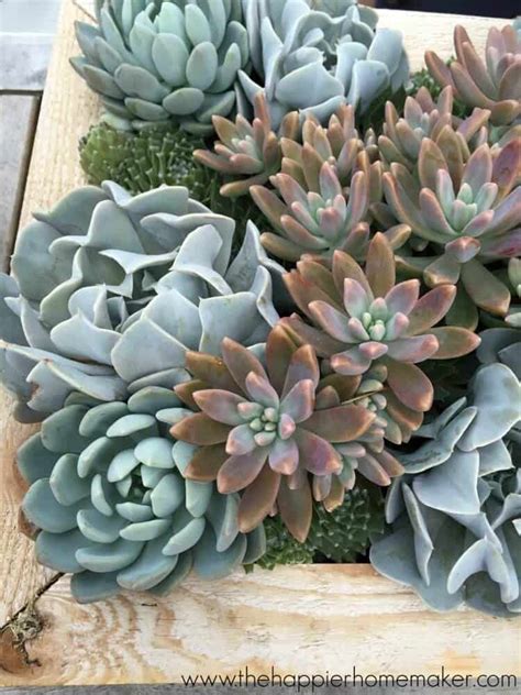 How To Divide And Root Succulents The Happier Homemaker