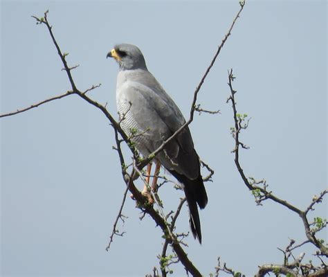 Ebird Checklist Aug Tarangiere Np Small Serengeti