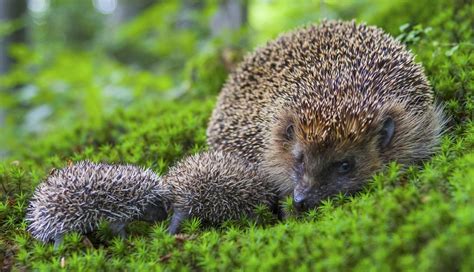 Igel Babys Sch Tzen Warum Sie Beim G Rtnern Jetzt Besonders Vorsichtig