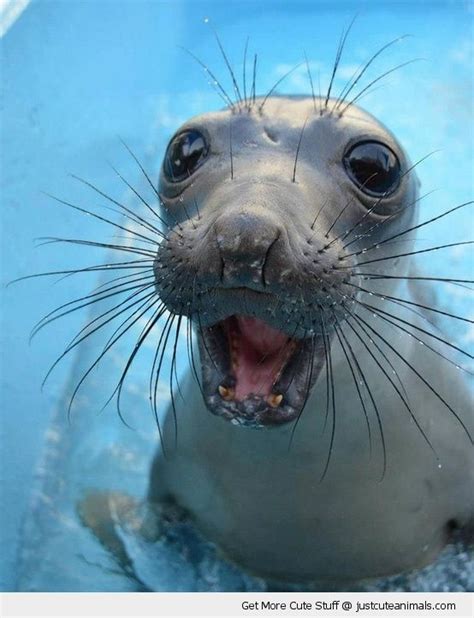 31 super happy animals that will leave you smiling – Artofit