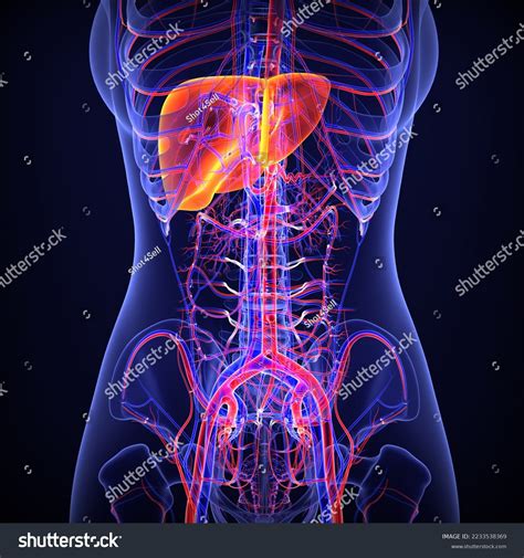 Female Digestive Liver Anatomy 3d Illustration Stock Illustration