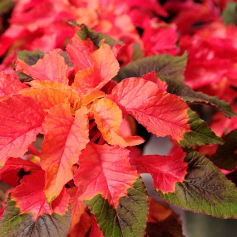 Amaranthus Carnival Amaranthus Gangeticus Mygardenlife