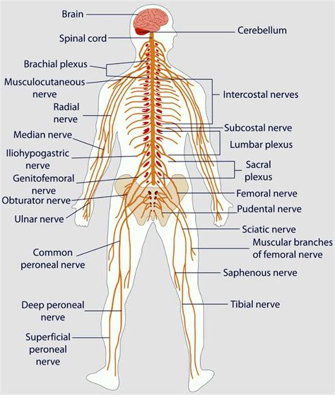 Tingling Pins And Needles Causes Of Paresthesia In The Body Chiropractic Scientists 915 850 0900