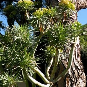 Kleinia Neriifolia O Senecio A Foglie Di Oleandro