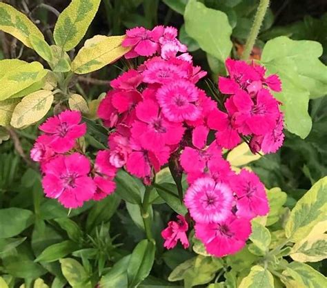 Bartnelke Dianthus Barbatus 1 Bart Nelke Dianthus Bar Flickr