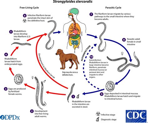 Strongyloides stercoralis life cycle (source: CDC) | Download ...