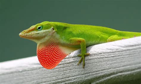 The Green Anole Your Resident Backyard Lizard Is Being Pushed Out By