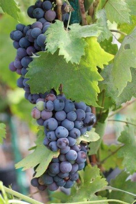 Grape Wine 'Zinfandel' - Devil Mountain Wholesale Nursery