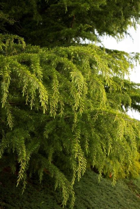 Golden Deodar Cedar Tree TLC Garden Centers