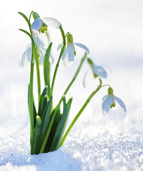 Snow-resilient flowers: 5 beautiful blooms | Homes & Gardens