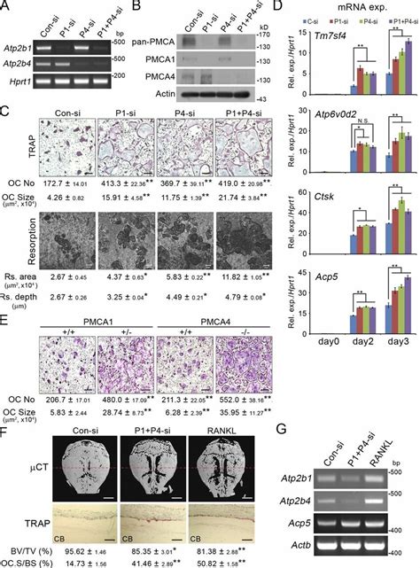 Pmca Deficiency Enhanced Osteoclast Differentiation Ad Bmms Were