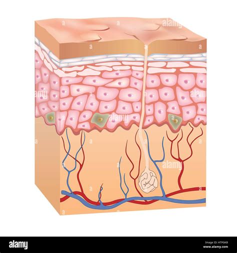 Dermis Epidermis Fotografías E Imágenes De Alta Resolución Página 2 Alamy