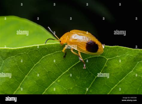 Pumpkin beetle hi-res stock photography and images - Alamy