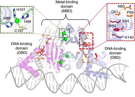 Mechanistic Insights Into The Nickel Dependent Allosteric Response Of