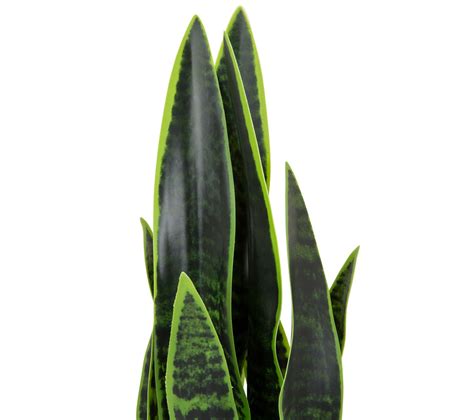 Plante Artificielle Sansevieria Vert Plante Artificielle Et Mini