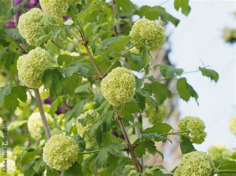 Foto De Viburnum Opulus Roseum Tiges Dress Es Garnies De Grosses