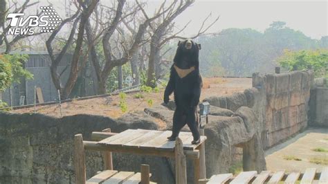 波比學乖了！「雨中打禪」轉性佛系熊 網笑：又是工讀生│壽山動物園│打坐│台灣黑熊│tvbs新聞網