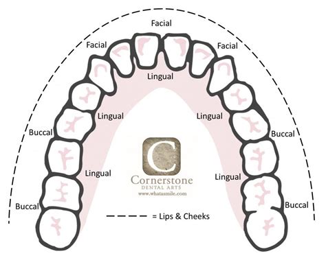 Tooth Surface Labeling Chart