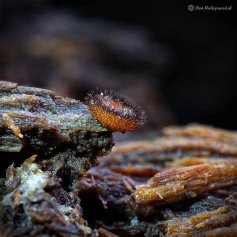 Heel Veel Wimpers Natuurblog Van Ron Maliepaard