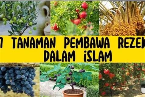 Muslim Wajib Punya Tanaman Pembawa Rezeki Menurut Alquran Salah