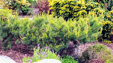 Pinus Sylvestris Hillside Creeper Scots Pine Conifer Kingdom