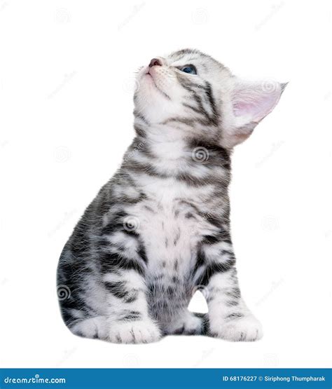 Cute American Shorthair Cat Kitten Stock Image Image Of Pedigreed