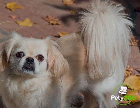 Pekinés - [Cuidados, Higiene y Alimentación]【2022】