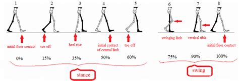 -Phases of the human locomotion. | Download Scientific Diagram