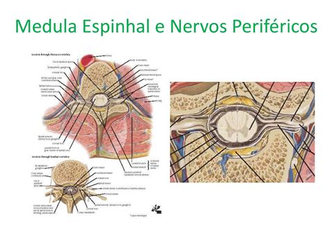 Medula Espinhal E Nervos Perif Ricos Anatomia I