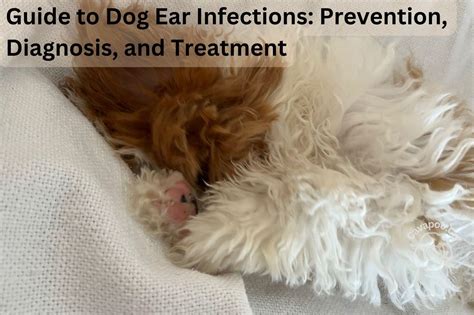 Guide to Dog Ear Infections: Prevention, Diagnosis, and Treatment • Cavapoo & Co