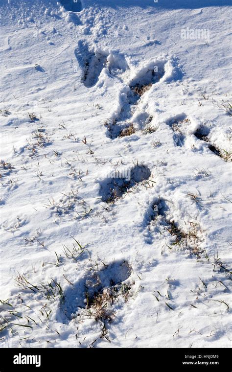 close up photographed surface of the snow drift, in which traces of past human. Winter season ...