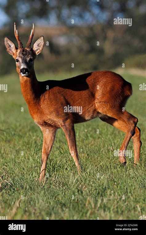 ROE DEER buck, UK Stock Photo - Alamy