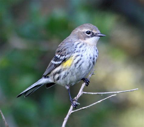 Spotted On Ocracoke The Myrtle Yellow Rumped Warbler Ocracoke Observer