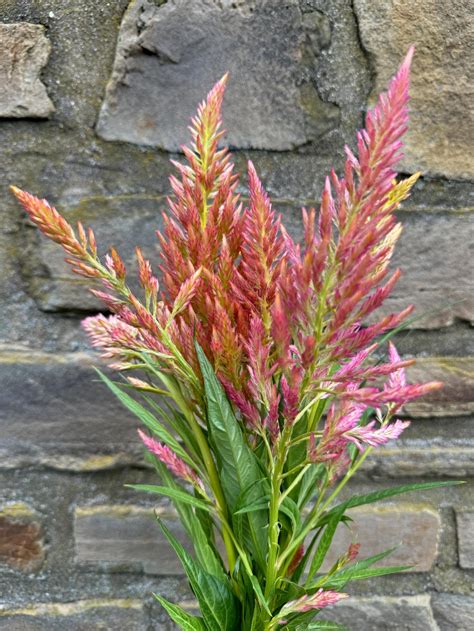 Spun Sugar Celosia argentea plumosa Cut Flower Seed Packet for Planting