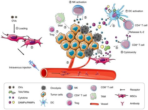 Mesenchymal Stem Cell Carriers Enhance Antitumor Efficacy Of Oncolytic