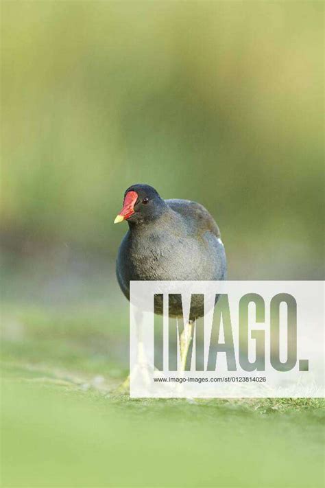 Water Rail Gallinula Chloropus In A Meadow Frankonia Bavaria Germany