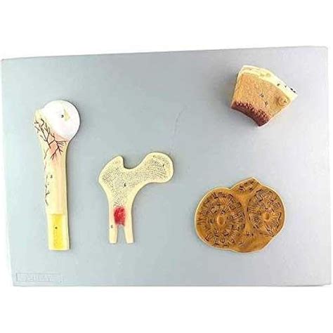 humans bone tissue structure model femur bone system indonesia ubuy